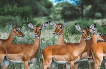 Wonders of Nature: 5-Day Tanzania Wildlife Safari Adventure