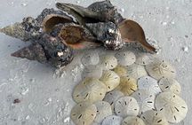 4 Hour Kice Island Shelling Trip
