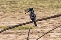 4-Days Private Tour in Nyerere National Park-Selous Game Reserve 