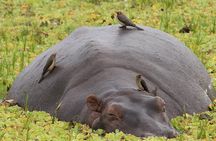 4-Days Private Tour in Nyerere National Park-Selous Game Reserve 