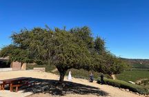 Wine Tasting Tour to Casablanca Valley (Wine Region)