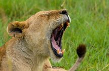 Multi Day Masai Mara Lake Nakuru Park Hellsgate Park Tour