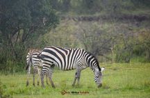 Multi Day Masai Mara Lake Nakuru Park Hellsgate Park Tour