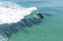 2-Stop Snorkeling and Dolphin Cruise from Destin