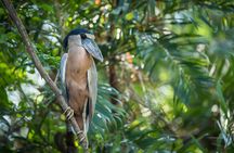 Palo Verde Birdwatching Tour