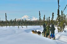 Winter Dog Sled Tour: Day or Night.