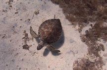 Scuba Diving Experience + Free Edited Video