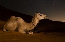 Doha Night Desert Safari Camel Ride Dune Bashing with Transfer