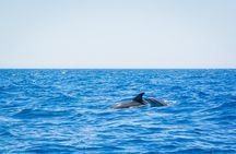 Whale & Dolphin Observation on Silent Catamaran with Hydrophone