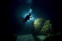 Night Diving in Fujairah