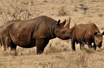 Overnight Safari to Tsavo East National Park from Mombasa/Diani