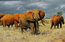 Overnight Safari to Tsavo East National Park from Mombasa/Diani