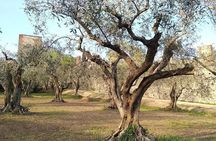 Guided Walking Tour on Verona Hillside