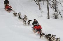 Ushuaia: White Adventure in sleighs with Huskys
