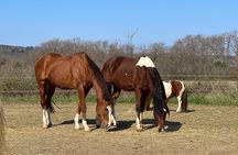 Private Horseback Riding and Family Time in Konavle Region 