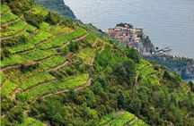 BarCa Winery Cinqueterre Trekking & Wine Tasting & Pesto Class