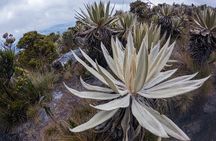 Hiking Chingaza Páramo, Siecha Lagoons