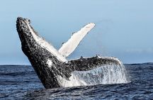 Private Tour: Whale Watching Shared Boat Trip from Cape Town