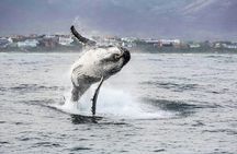 Private Tour: Whale Watching Shared Boat Trip from Cape Town