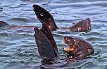Private Tour: Whale Watching Shared Boat Trip from Cape Town