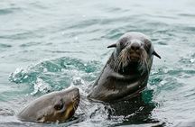 Private Tour: Whale Watching Shared Boat Trip from Cape Town