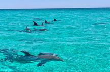 Private Crab Island, Snorkeling, and Dolphin Cruise in Shalimar