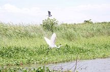  Mangroves and birdwatching in Monterrico from Quetzal Port.