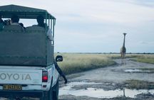 Safari in Etosha national park with professional tour guides born in Etosha.