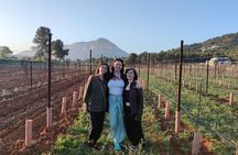 Sunset among Vineyards with Tasting in Alicante (min 6-12 people)