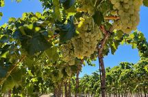 Sunset among Vineyards with Tasting in Alicante (min 6-12 people)