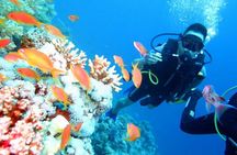 Ras Mohamed & White Island Snorkeling or Scuba Diving trip