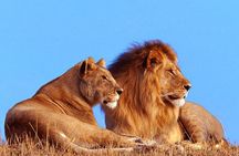 3 Day Hluhluwe Game Reserve & Isimangaliso wrtlands from Durban