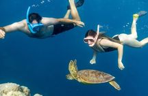 Cook Islands Semi-Private TURTLE tour 