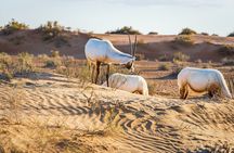 Premium Desert safari ( AL TAWARQ )