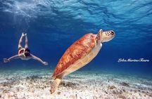 Star and Turtle Sanctuary Snorkeling Tour in Cozumel