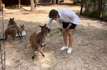 Shore Excursion-Healesville-Sanctuary-Private-Group- Max 7 PAX -Yarra Valley 