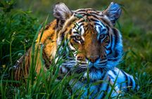 8 Days Golden Triangle Tour with Ranthambore Tiger Tour