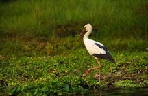 Experience the Thrill of the Wild: Chitwan Jungle Safari( 2N3D)