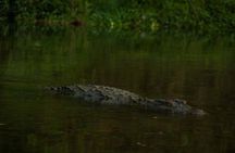 Experience the Thrill of the Wild: Chitwan Jungle Safari( 2N3D)