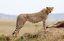 4-Day Private Safari Tour to Serengeti and Ngorongoro 