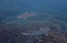 Private Snorkeling Tour at Pigeon Island Trincomalee