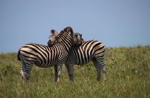 Full-Day Family Hluhluwe iMfolozi Park Safari Experience 