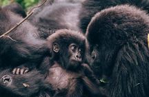 1 Day Rwanda Gorilla Trekking