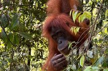 Bukit lawang 2 Day 1 Night with camping 