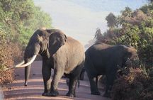 Day trip Safari from Zanzibar to Mikumi by Flight