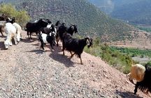 Excursion 3 Valleys of the Atlas Mountains from Marrakech