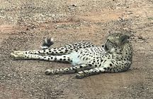 Johannesburg: Private Pilanesberg Park Game Drive Full Day Tour