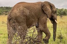 Johannesburg: Private Pilanesberg Park Game Drive Full Day Tour