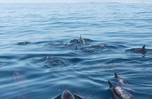 Magic Moments: Intimate Meeting with the Dolphins