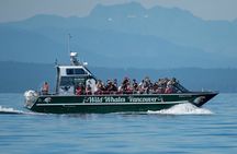 Wild Whale Watching Experience - Open Air Vessel